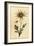 Flannel Flower, Actinotus Helianthi. ,1800 (Engraving)-Thomas Watling-Framed Giclee Print