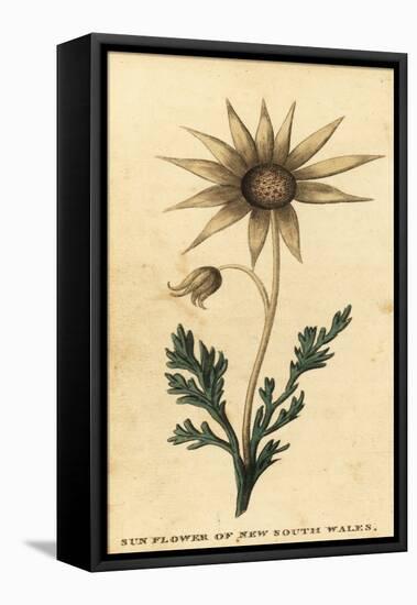 Flannel Flower, Actinotus Helianthi. ,1800 (Engraving)-Thomas Watling-Framed Premier Image Canvas