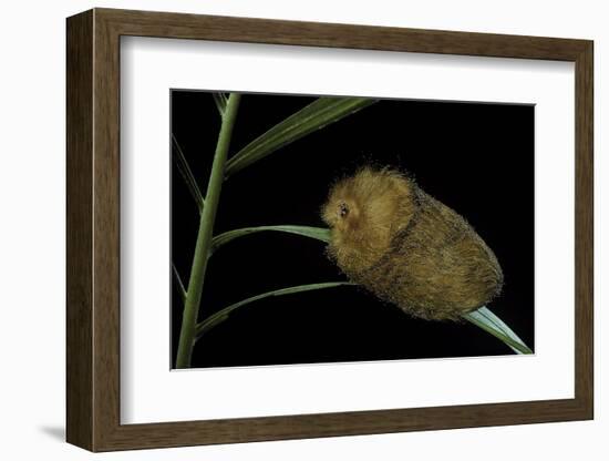 Flannel Moth Caterpillar or Puss Caterpillar-Paul Starosta-Framed Photographic Print