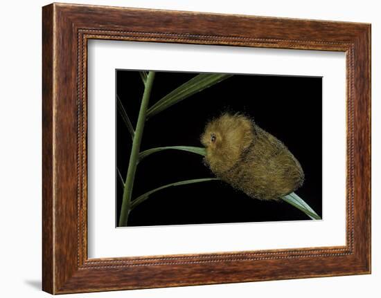 Flannel Moth Caterpillar or Puss Caterpillar-Paul Starosta-Framed Photographic Print