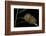 Flannel Moth Caterpillar or Puss Caterpillar-Paul Starosta-Framed Photographic Print