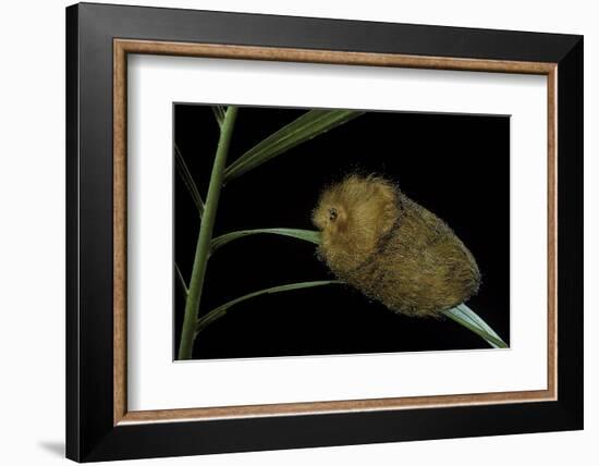 Flannel Moth Caterpillar or Puss Caterpillar-Paul Starosta-Framed Photographic Print