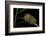 Flannel Moth Caterpillar or Puss Caterpillar-Paul Starosta-Framed Photographic Print