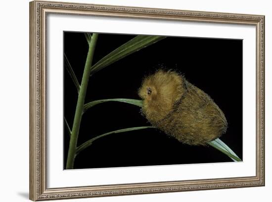 Flannel Moth Caterpillar or Puss Caterpillar-Paul Starosta-Framed Photographic Print