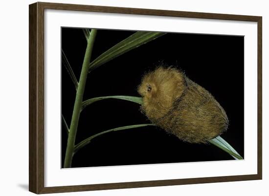 Flannel Moth Caterpillar or Puss Caterpillar-Paul Starosta-Framed Photographic Print