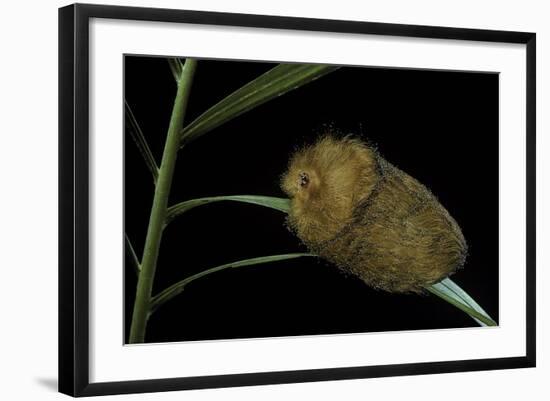 Flannel Moth Caterpillar or Puss Caterpillar-Paul Starosta-Framed Photographic Print