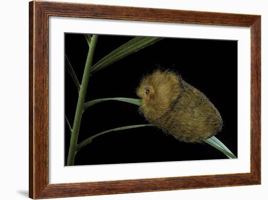 Flannel Moth Caterpillar or Puss Caterpillar-Paul Starosta-Framed Photographic Print