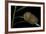 Flannel Moth Caterpillar or Puss Caterpillar-Paul Starosta-Framed Photographic Print