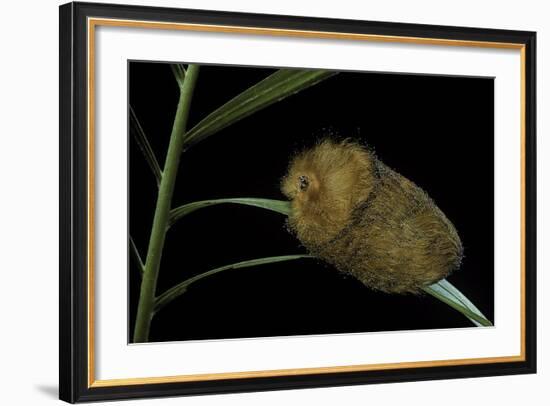 Flannel Moth Caterpillar or Puss Caterpillar-Paul Starosta-Framed Photographic Print