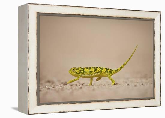 Flap-Necked Chameleon (Flap Neck Chameleon) (Chamaeleo Dilepis), Kruger National Park, South Africa-James Hager-Framed Premier Image Canvas