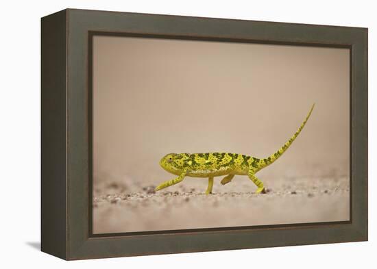 Flap-Necked Chameleon (Flap Neck Chameleon) (Chamaeleo Dilepis), Kruger National Park, South Africa-James Hager-Framed Premier Image Canvas