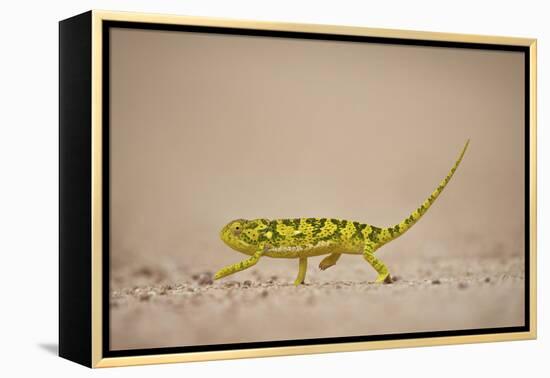 Flap-Necked Chameleon (Flap Neck Chameleon) (Chamaeleo Dilepis), Kruger National Park, South Africa-James Hager-Framed Premier Image Canvas