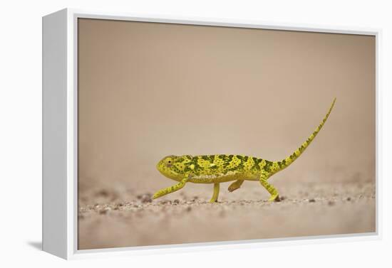 Flap-Necked Chameleon (Flap Neck Chameleon) (Chamaeleo Dilepis), Kruger National Park, South Africa-James Hager-Framed Premier Image Canvas