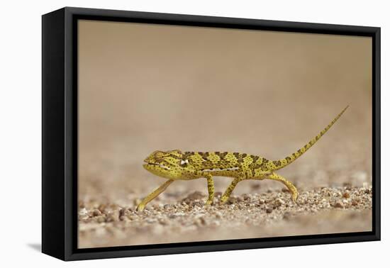 Flap-Necked Chameleon (Flap Neck Chameleon) (Chamaeleo Dilepis), Kruger National Park, South Africa-James Hager-Framed Premier Image Canvas