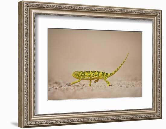 Flap-Necked Chameleon (Flap Neck Chameleon) (Chamaeleo Dilepis), Kruger National Park, South Africa-James Hager-Framed Photographic Print