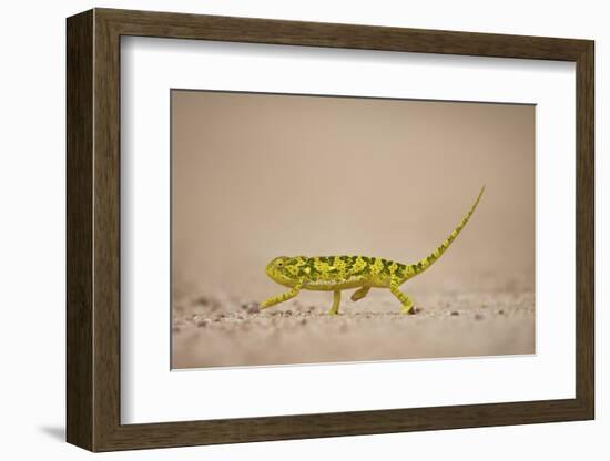 Flap-Necked Chameleon (Flap Neck Chameleon) (Chamaeleo Dilepis), Kruger National Park, South Africa-James Hager-Framed Photographic Print