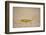 Flap-Necked Chameleon (Flap Neck Chameleon) (Chamaeleo Dilepis), Kruger National Park, South Africa-James Hager-Framed Photographic Print