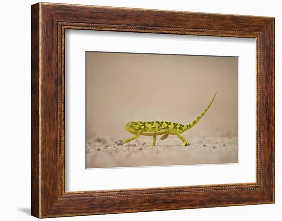 Flap-Necked Chameleon (Flap Neck Chameleon) (Chamaeleo Dilepis), Kruger National Park, South Africa-James Hager-Framed Photographic Print