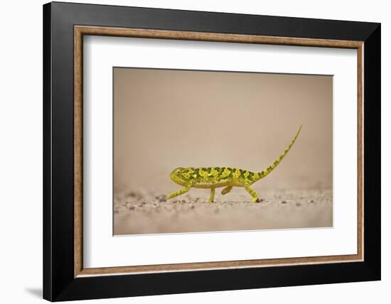 Flap-Necked Chameleon (Flap Neck Chameleon) (Chamaeleo Dilepis), Kruger National Park, South Africa-James Hager-Framed Photographic Print