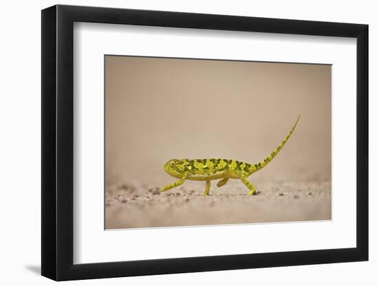 Flap-Necked Chameleon (Flap Neck Chameleon) (Chamaeleo Dilepis), Kruger National Park, South Africa-James Hager-Framed Photographic Print