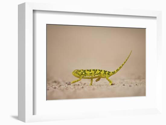 Flap-Necked Chameleon (Flap Neck Chameleon) (Chamaeleo Dilepis), Kruger National Park, South Africa-James Hager-Framed Photographic Print