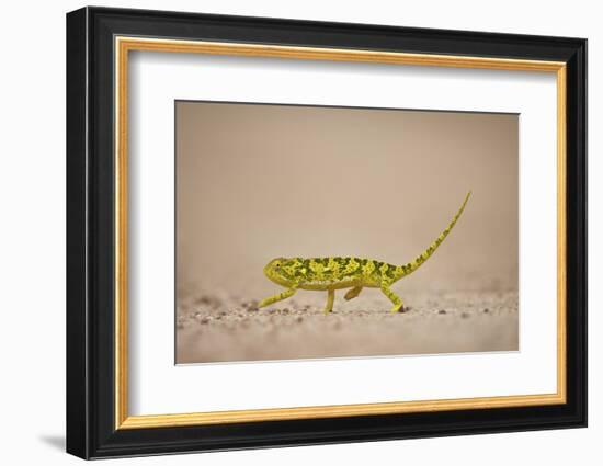 Flap-Necked Chameleon (Flap Neck Chameleon) (Chamaeleo Dilepis), Kruger National Park, South Africa-James Hager-Framed Photographic Print