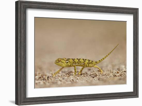 Flap-Necked Chameleon (Flap Neck Chameleon) (Chamaeleo Dilepis), Kruger National Park, South Africa-James Hager-Framed Photographic Print