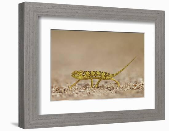 Flap-Necked Chameleon (Flap Neck Chameleon) (Chamaeleo Dilepis), Kruger National Park, South Africa-James Hager-Framed Photographic Print