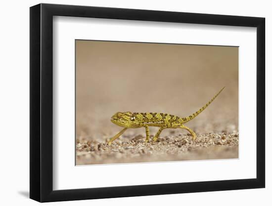 Flap-Necked Chameleon (Flap Neck Chameleon) (Chamaeleo Dilepis), Kruger National Park, South Africa-James Hager-Framed Photographic Print