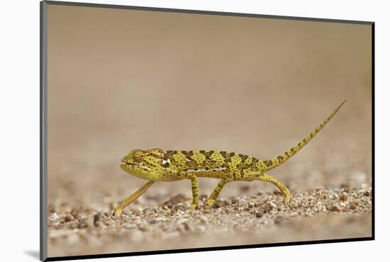 Flap-Necked Chameleon (Flap Neck Chameleon) (Chamaeleo Dilepis), Kruger National Park, South Africa-James Hager-Mounted Photographic Print