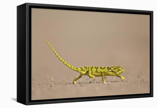 Flap-Necked Chameleon (Flap Neck Chameleon) (Chamaeleo Dilepis)-James Hager-Framed Premier Image Canvas