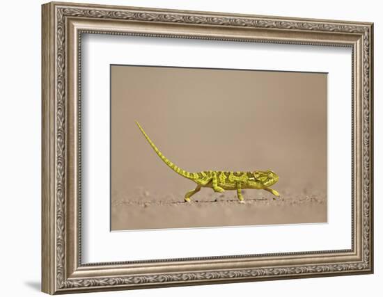 Flap-Necked Chameleon (Flap Neck Chameleon) (Chamaeleo Dilepis)-James Hager-Framed Photographic Print