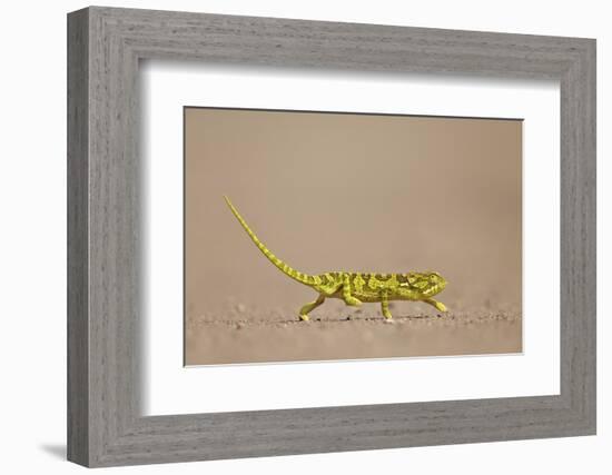 Flap-Necked Chameleon (Flap Neck Chameleon) (Chamaeleo Dilepis)-James Hager-Framed Photographic Print