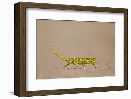 Flap-Necked Chameleon (Flap Neck Chameleon) (Chamaeleo Dilepis)-James Hager-Framed Photographic Print