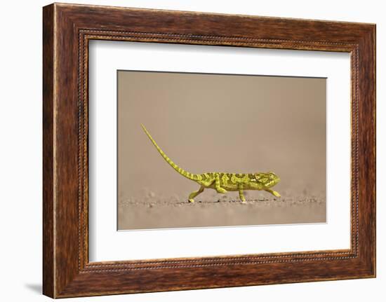 Flap-Necked Chameleon (Flap Neck Chameleon) (Chamaeleo Dilepis)-James Hager-Framed Photographic Print