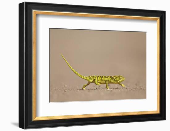 Flap-Necked Chameleon (Flap Neck Chameleon) (Chamaeleo Dilepis)-James Hager-Framed Photographic Print