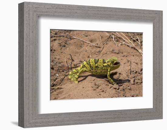 Flap-necked chameleon in Botswana, Africa.-Brenda Tharp-Framed Photographic Print