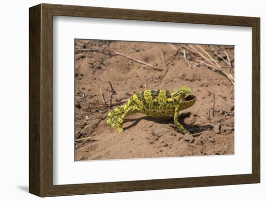 Flap-necked chameleon in Botswana, Africa.-Brenda Tharp-Framed Photographic Print