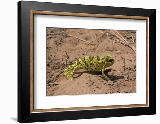 Flap-necked chameleon in Botswana, Africa.-Brenda Tharp-Framed Photographic Print