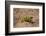 Flap-necked chameleon in Botswana, Africa.-Brenda Tharp-Framed Photographic Print