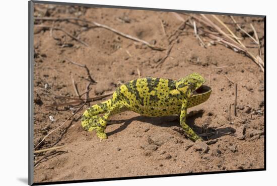 Flap-necked chameleon in Botswana, Africa.-Brenda Tharp-Mounted Photographic Print