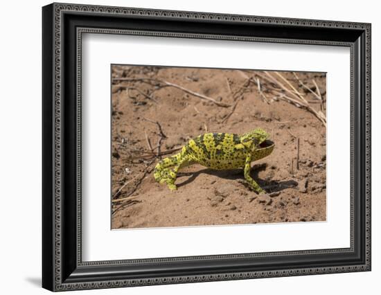 Flap-necked chameleon in Botswana, Africa.-Brenda Tharp-Framed Photographic Print