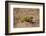 Flap-necked chameleon in Botswana, Africa.-Brenda Tharp-Framed Photographic Print