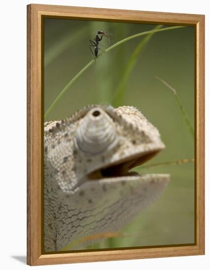 Flap Necked Chameleon Stares Up at Nearby Ant in Tall Grass, Caprivi Strip, Namibia-Paul Souders-Framed Premier Image Canvas