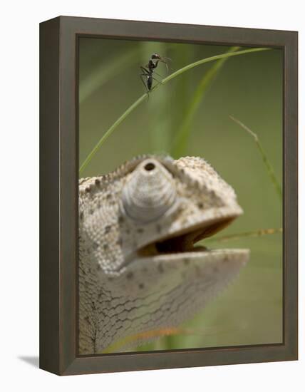 Flap Necked Chameleon Stares Up at Nearby Ant in Tall Grass, Caprivi Strip, Namibia-Paul Souders-Framed Premier Image Canvas