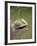 Flap Necked Chameleon Stares Up at Nearby Ant in Tall Grass, Caprivi Strip, Namibia-Paul Souders-Framed Photographic Print