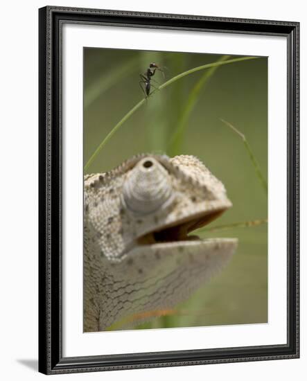 Flap Necked Chameleon Stares Up at Nearby Ant in Tall Grass, Caprivi Strip, Namibia-Paul Souders-Framed Photographic Print