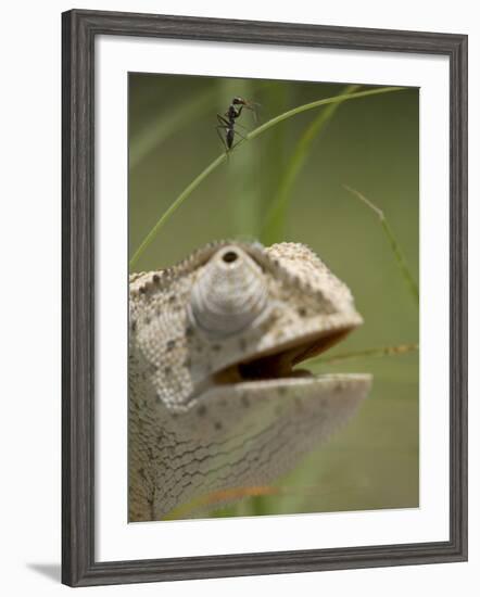 Flap Necked Chameleon Stares Up at Nearby Ant in Tall Grass, Caprivi Strip, Namibia-Paul Souders-Framed Photographic Print