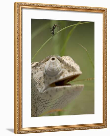 Flap Necked Chameleon Stares Up at Nearby Ant in Tall Grass, Caprivi Strip, Namibia-Paul Souders-Framed Photographic Print