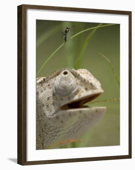 Flap Necked Chameleon Stares Up at Nearby Ant in Tall Grass, Caprivi Strip, Namibia-Paul Souders-Framed Photographic Print